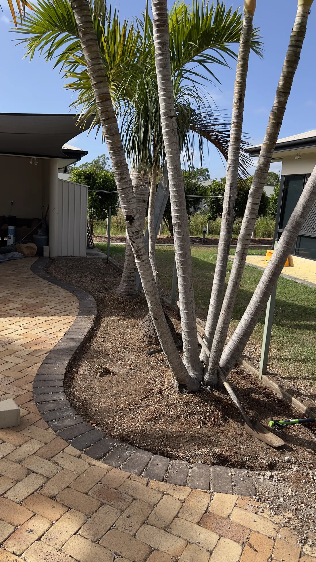 Paved path through a palm garden